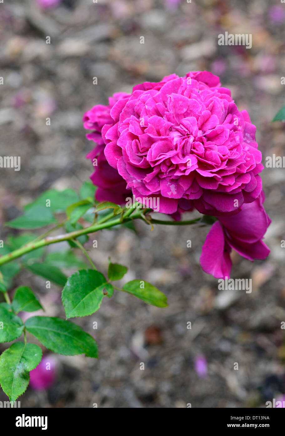 rosa william shakespeare 2000 Ausromeo pink shrub rose roses flowers flowering Stock Photo