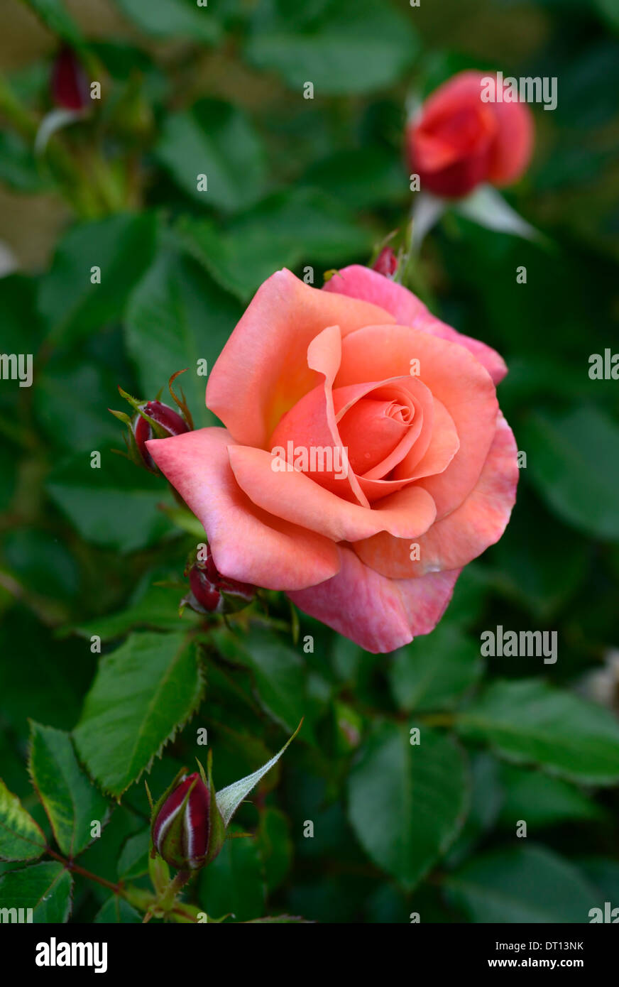 rosa wishing pink shrub rose flower flowers flowering roses Stock Photo ...