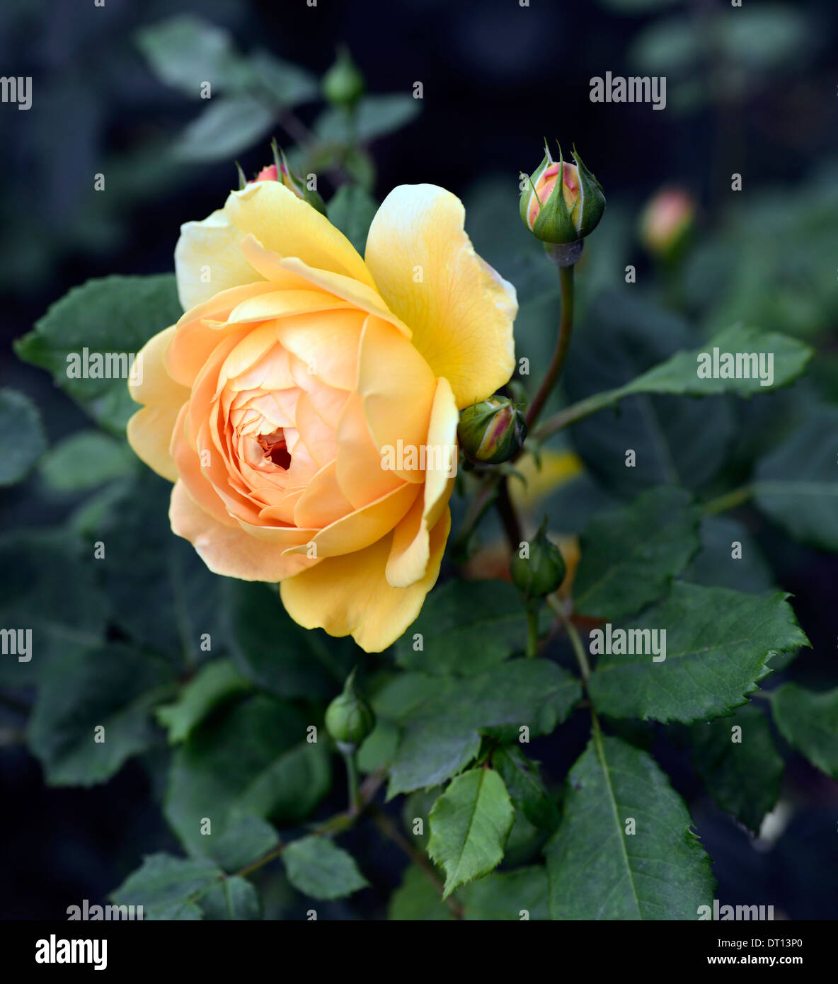 Rosa Golden Celebration Ausgold Shrub Rose Yellow Flower Flowers Stock Photo Alamy