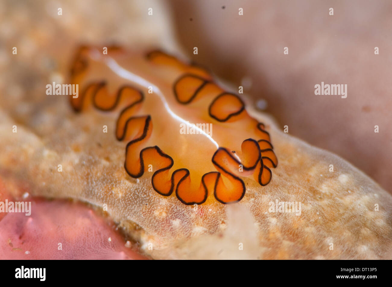 Flatworm, Maiazoon orsaki, portrait on coral, Tenate Harbour, Halmahera, Maluku Islands, Indonesia Stock Photo