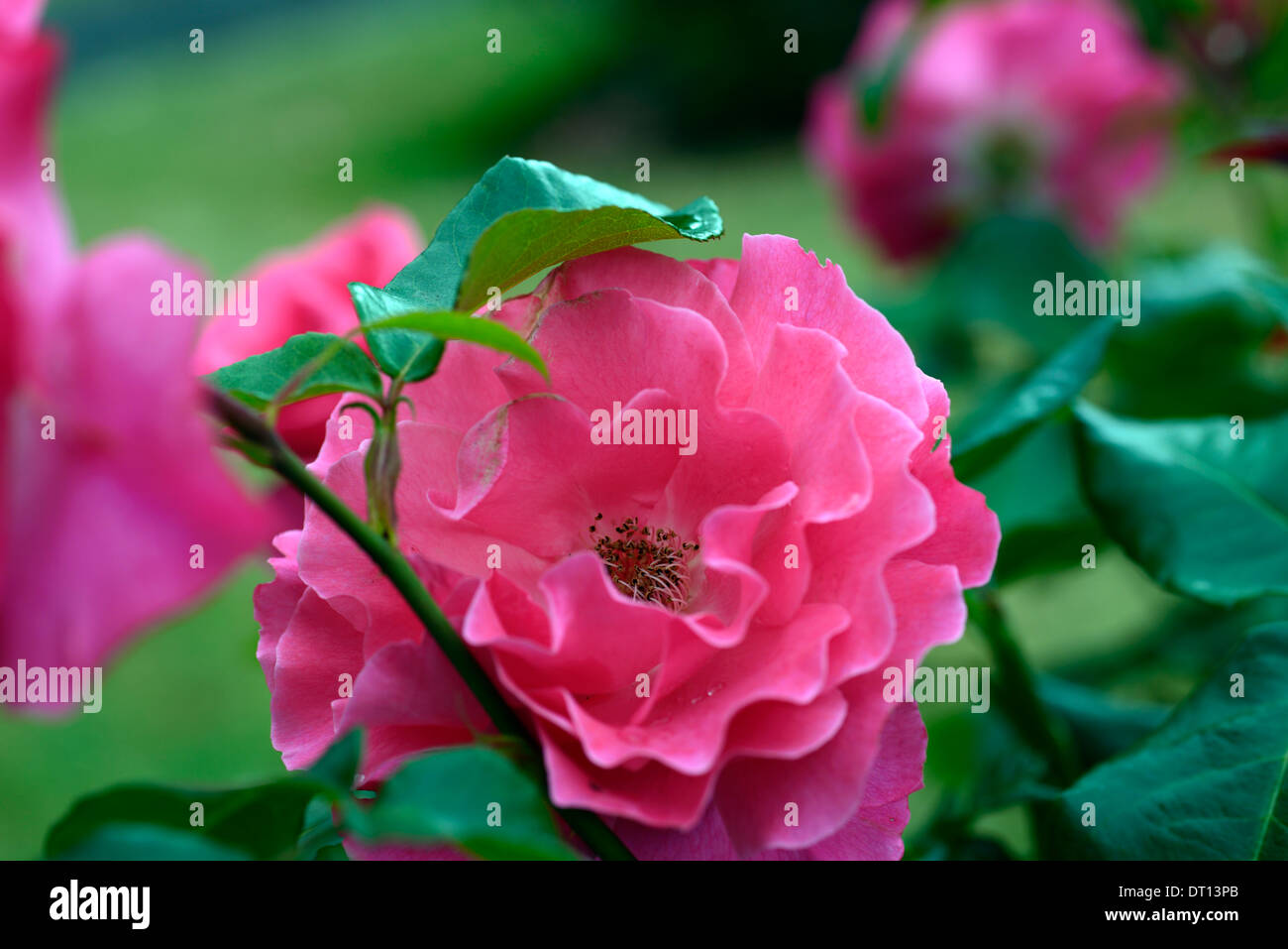 Romance of the rose hi-res stock photography and images - Alamy