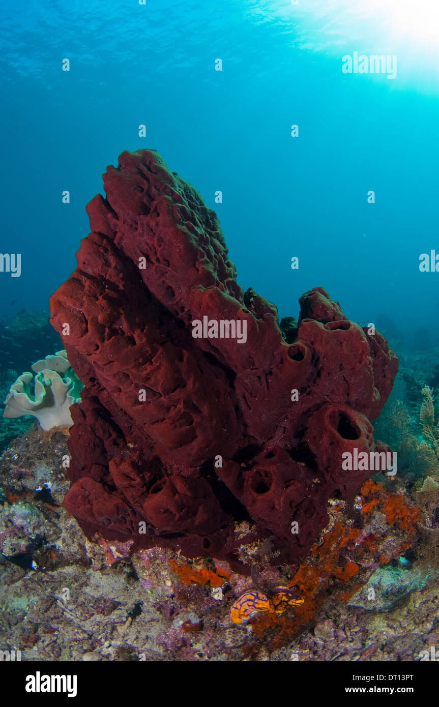 Sponge coral, Opposite Tenate Headland, Halmahera, Maluku Islands, Indonesia Stock Photo