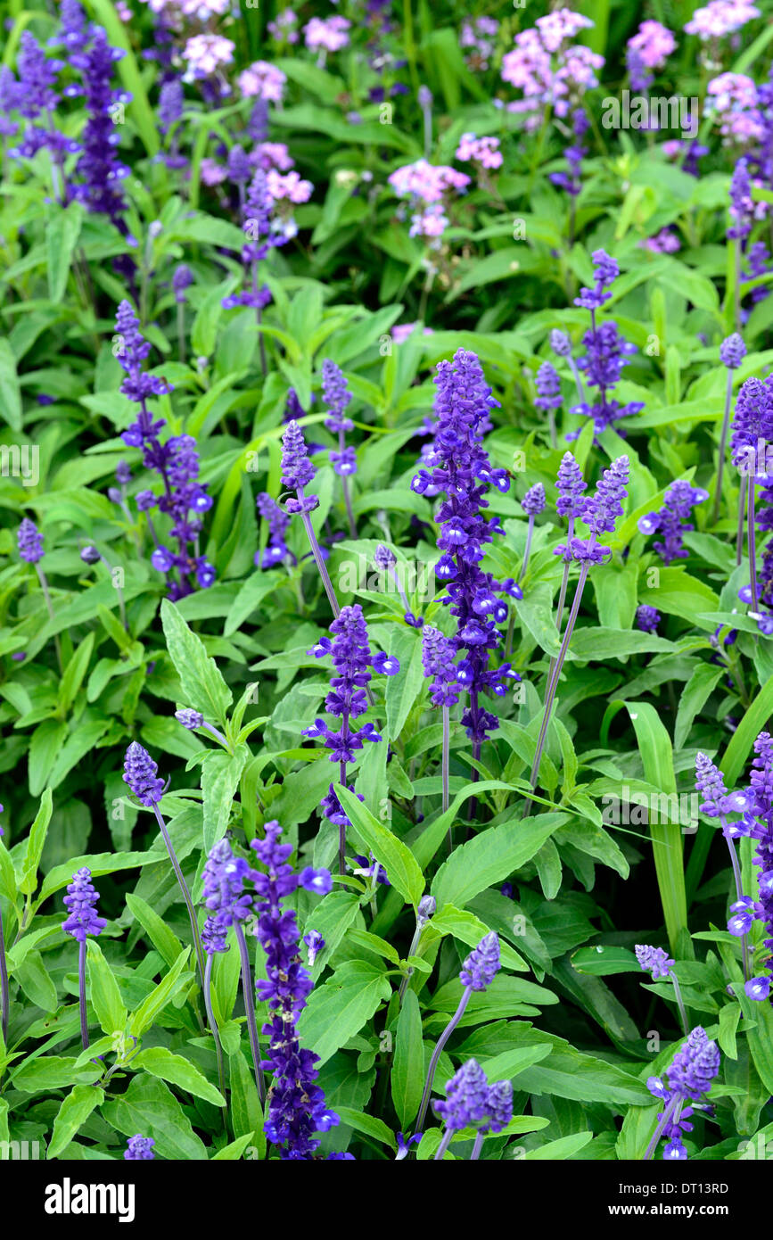 Salvia farinacea Victoria purple flowers bloom blossom officinale plant