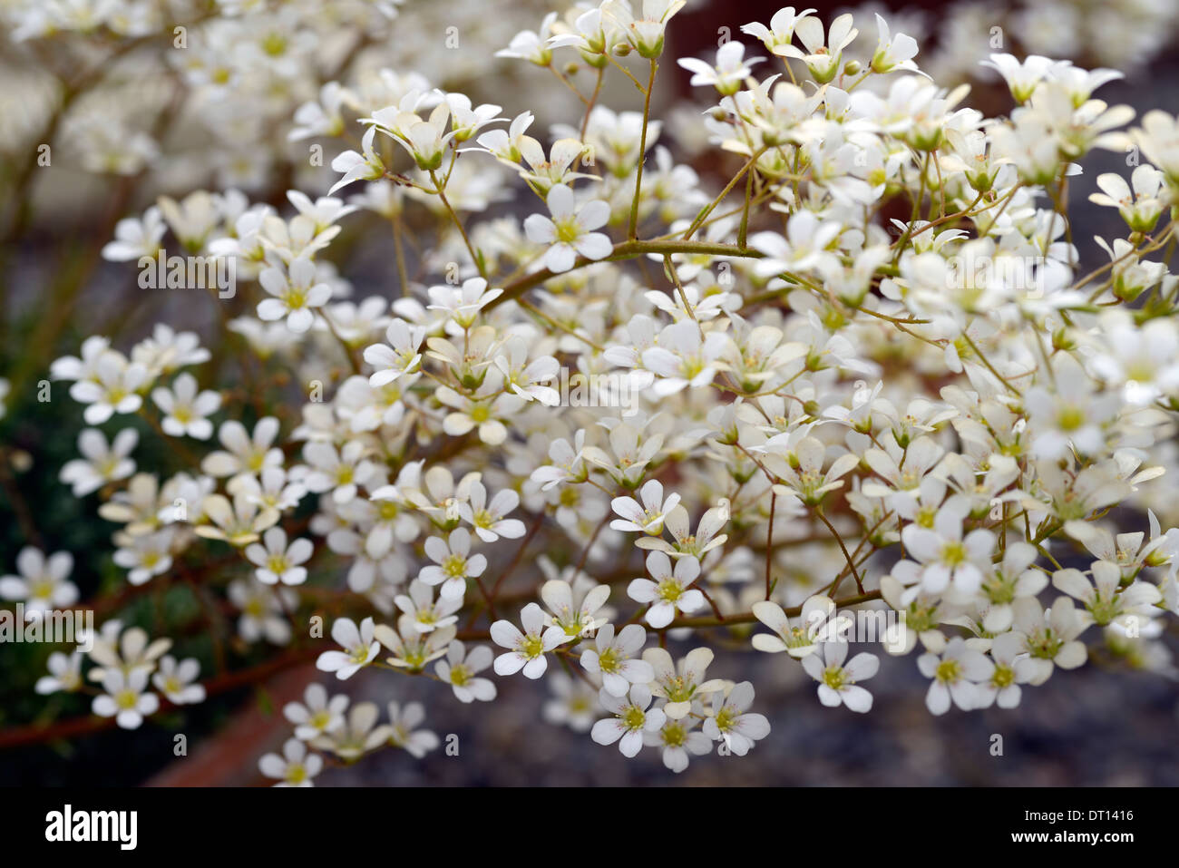 saxifraga longifolia francis cade Pyrenean Saxifrage white flower spike