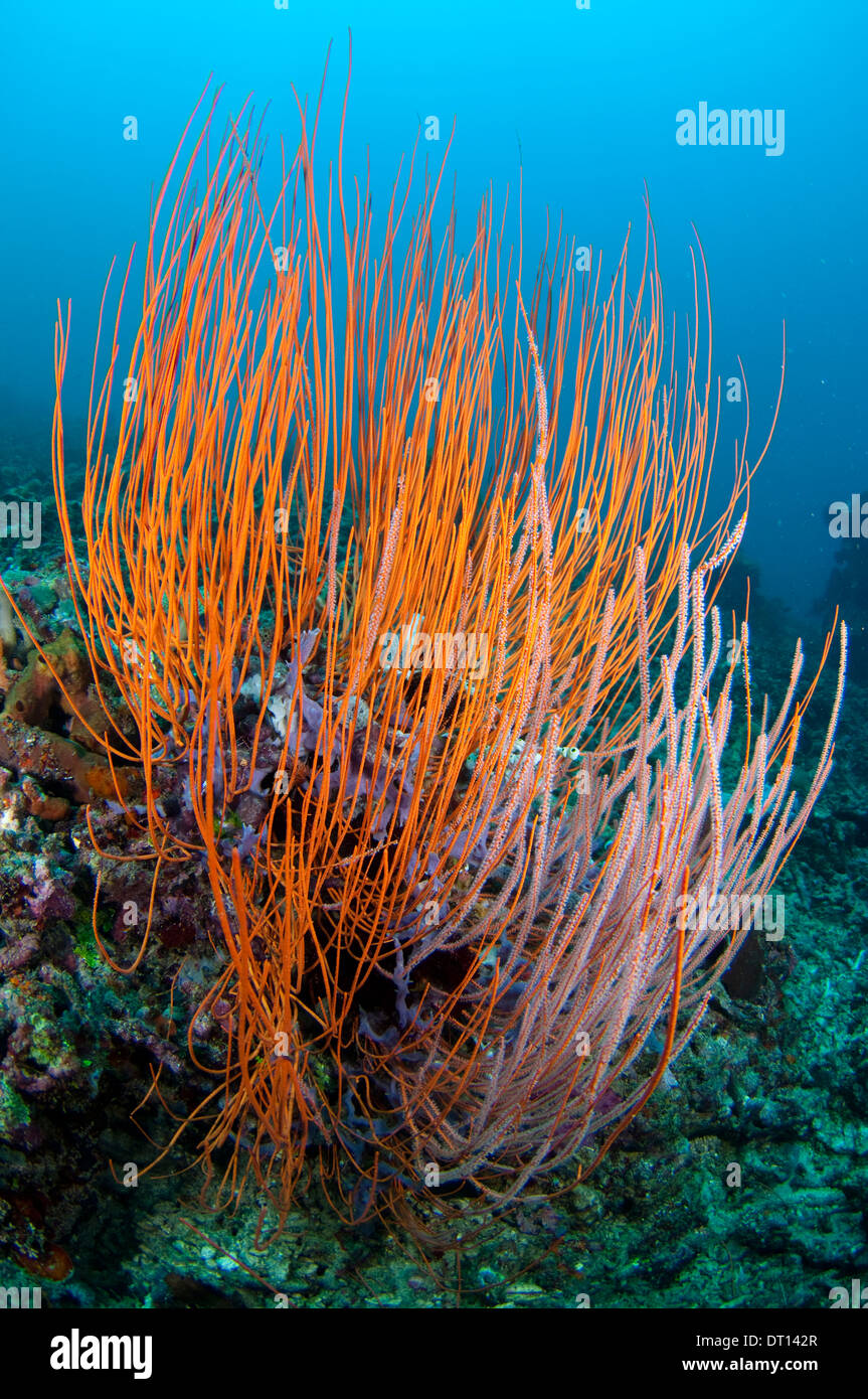 Sea whip bush, Opposite Tenate, Near beach, Halmahera, Maluku Islands, Indonesia Stock Photo