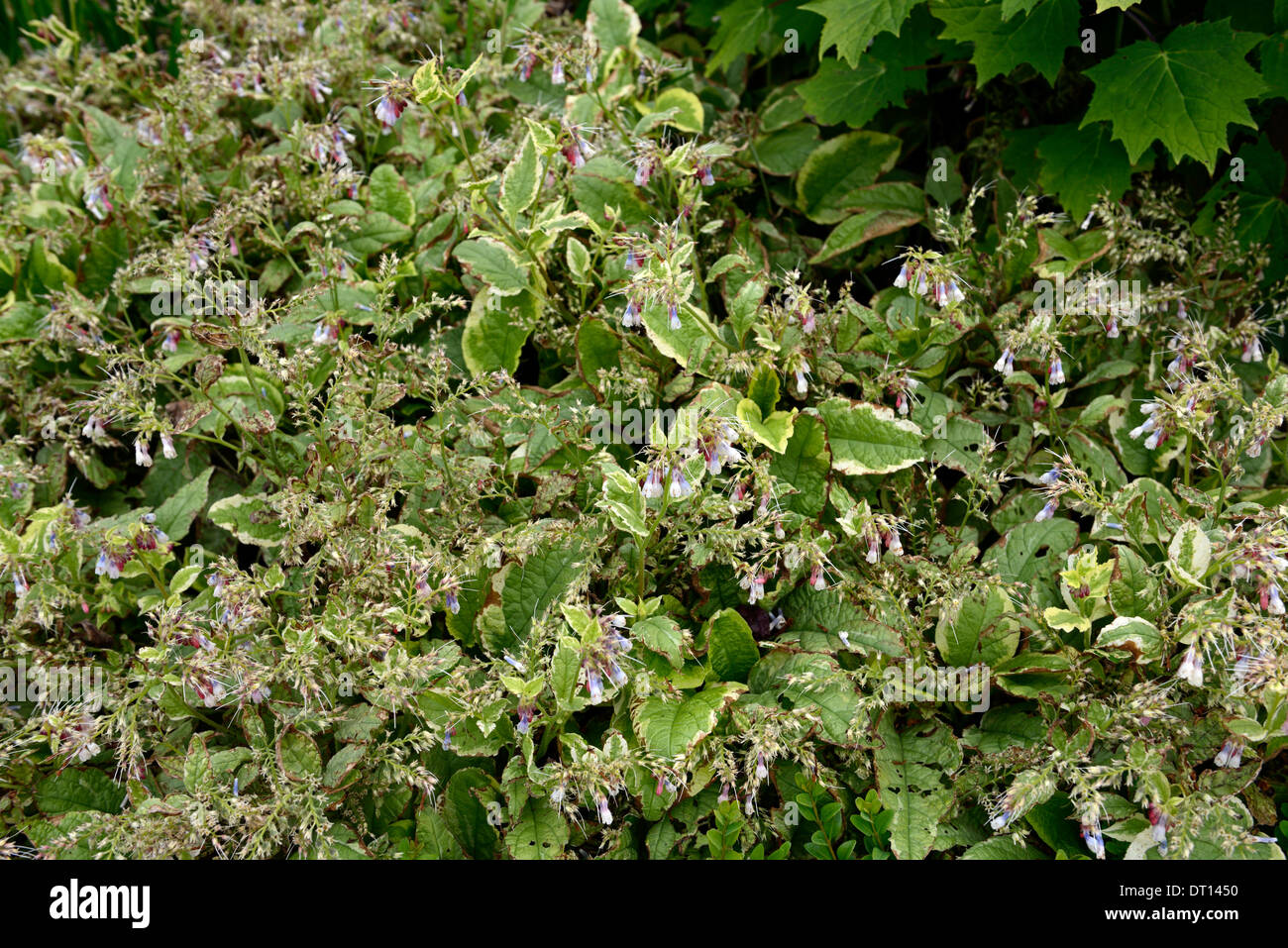 symphytum grandiflorum goldsmith Dwarf comfrey foliage green leaf leaves perennial plant variegated vernal vernally perennials Stock Photo