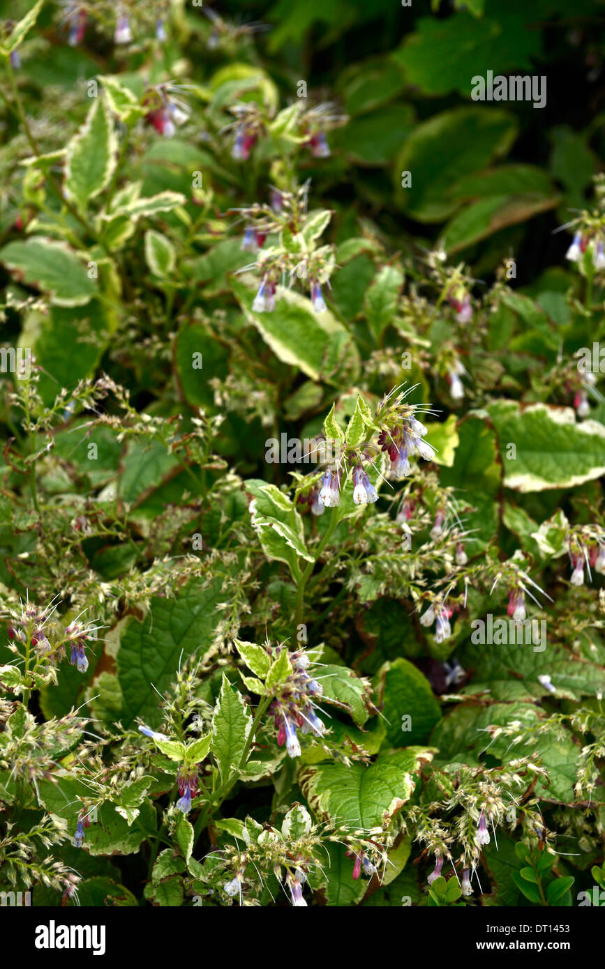 symphytum grandiflorum goldsmith Dwarf comfrey foliage green leaf leaves perennial plant variegated vernal vernally perennials Stock Photo
