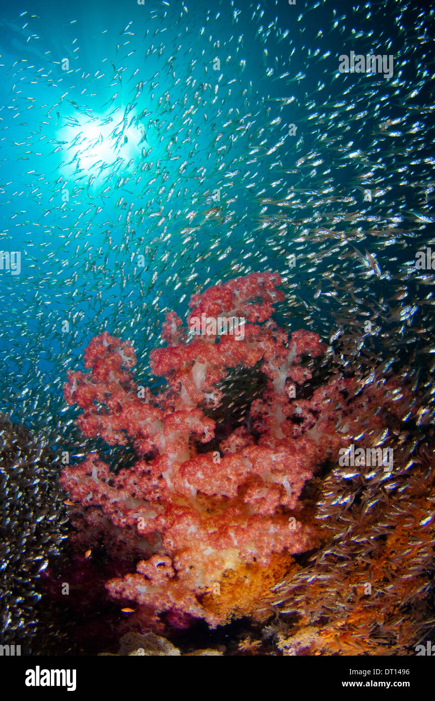 Glassfish, surrounding colourful tree coral, Pilongga East, Halmahera, Maluku Islands, Indonesia Stock Photo