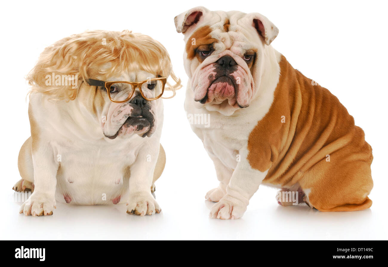dog couple male and female english bulldog couple with reflection on