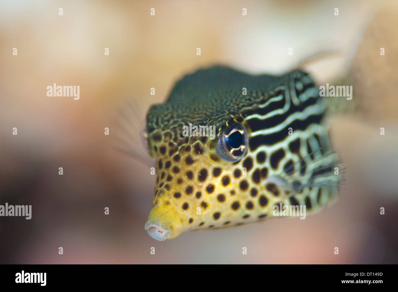 Juvenile Solor Boxfish, Ostracion solorensis, Close up of head, Masi Raja, Pinnacles, Halmahera, Maluku Islands, Indonesia Stock Photo