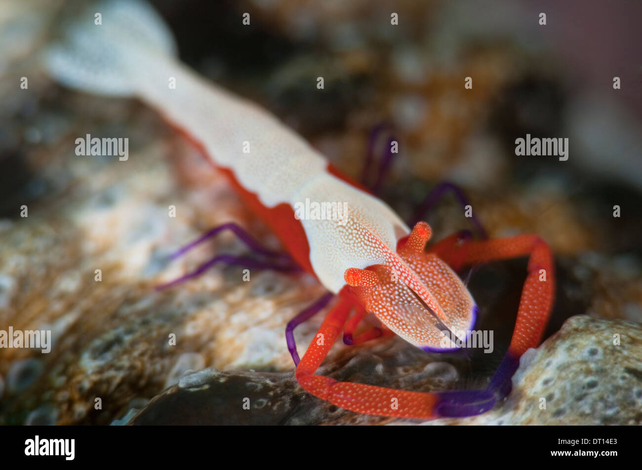 Commensal Shrimp, Periclimenes imperator, Extreme close up, Island Bay, Halmahera, Maluku Islands, Indonesia Stock Photo