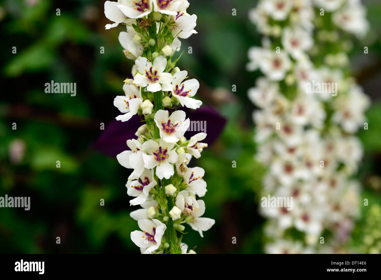 Verbascum chaixii alba flower spikes spires mullein mulleins white flower flowers flowering perennials Stock Photo