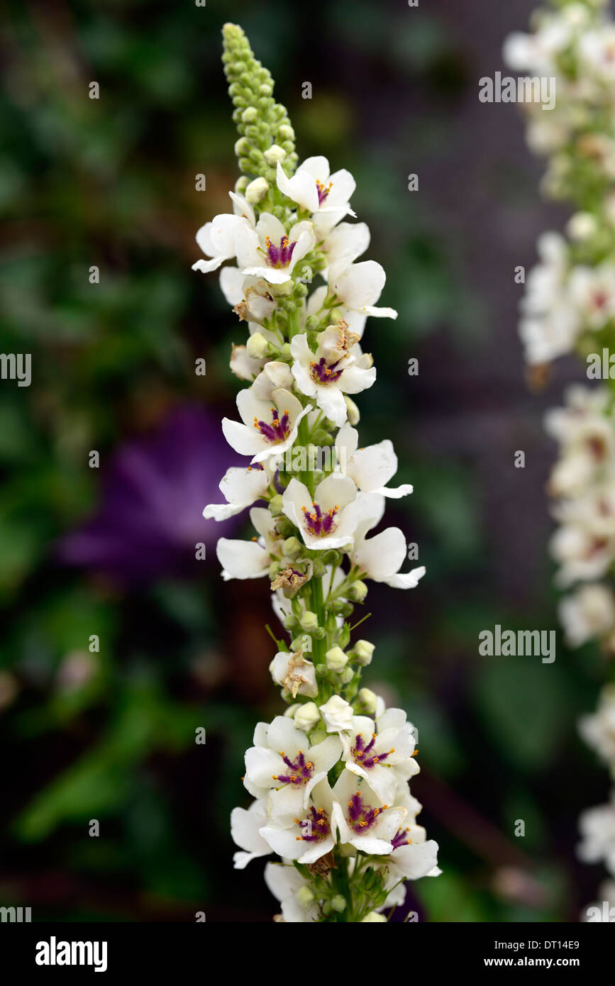 Verbascum chaixii alba, flower spikes spires mullein mulleins white flower flowers flowering perennials Stock Photo