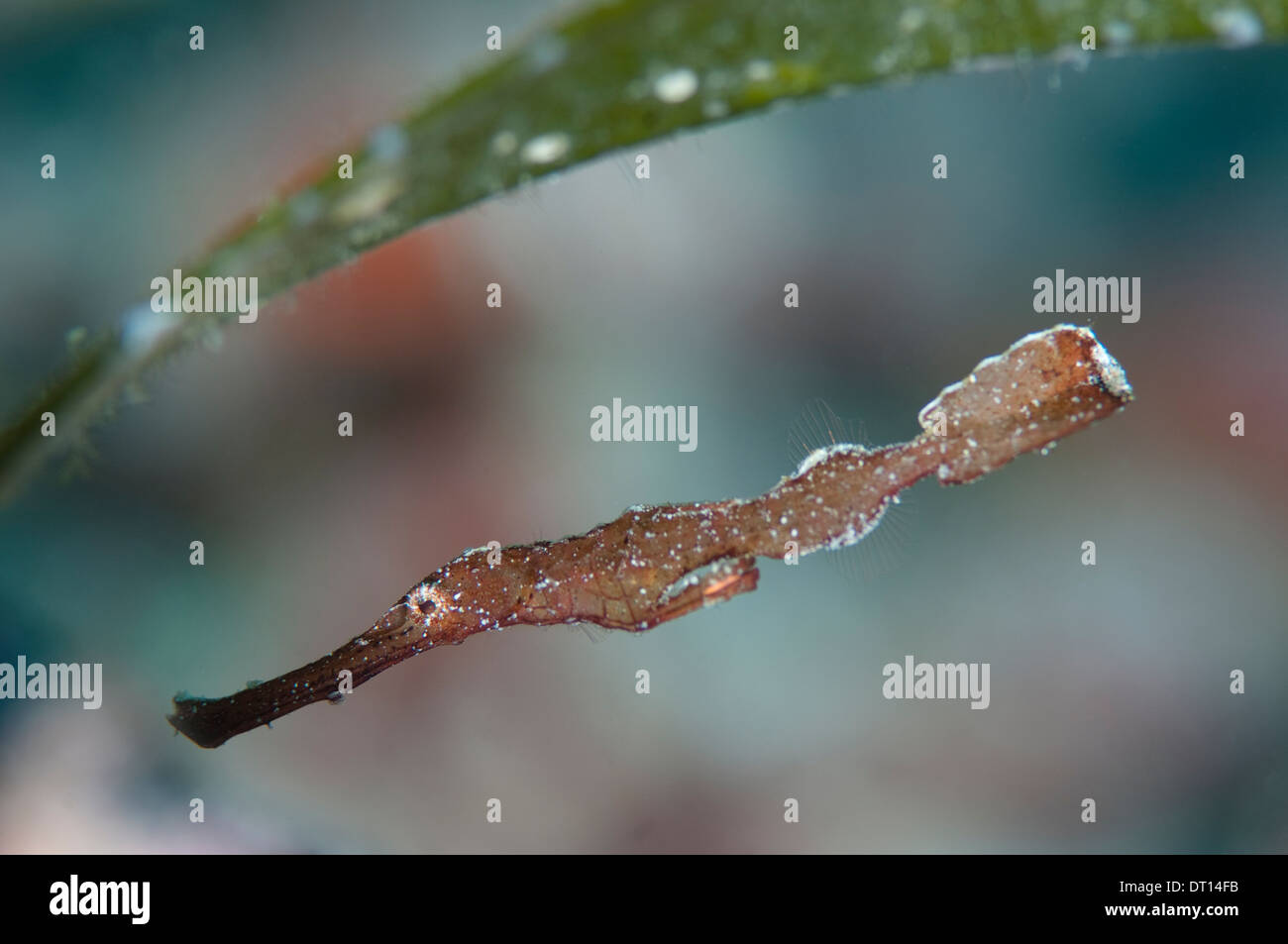 Long thin fish hires stock photography and images Alamy