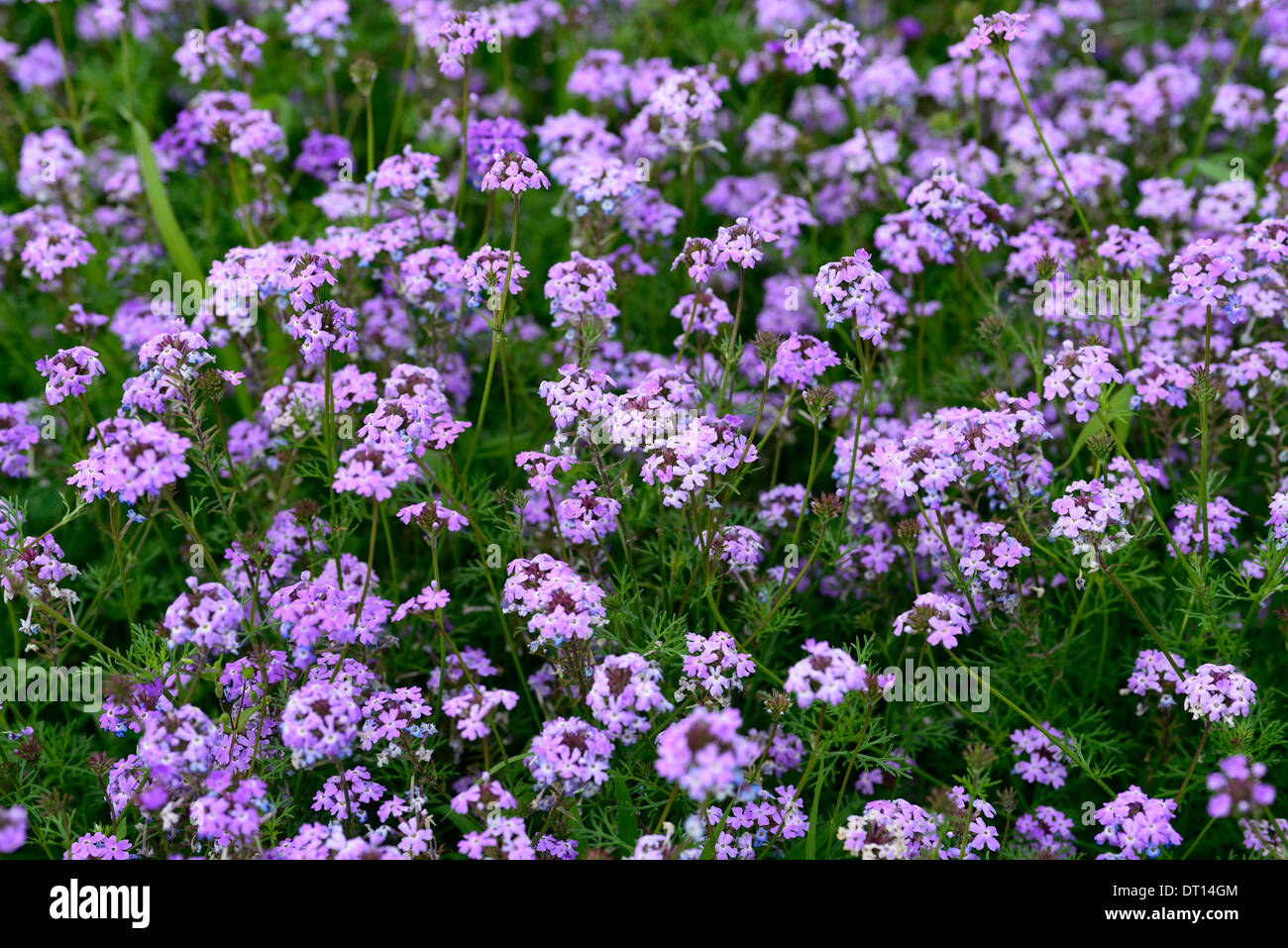 Verbena speciosa Imagination purple flower flowers annual bedding plant