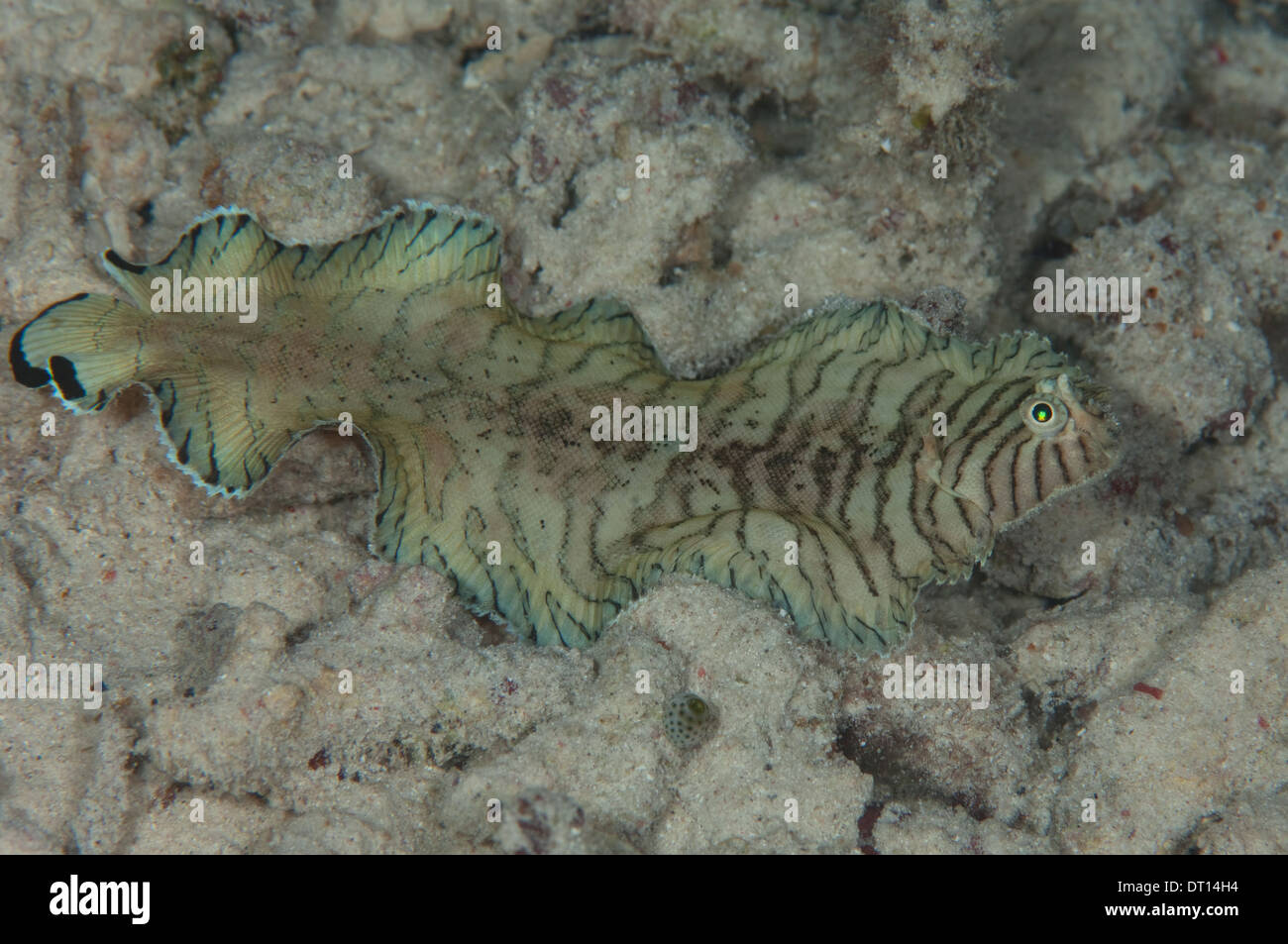 Banded Sole, Soleichthys heterorhinos, Swimming over rocky bottom, Lilai Jetty, Halmahera, Maluku Islands, Indonesia Stock Photo