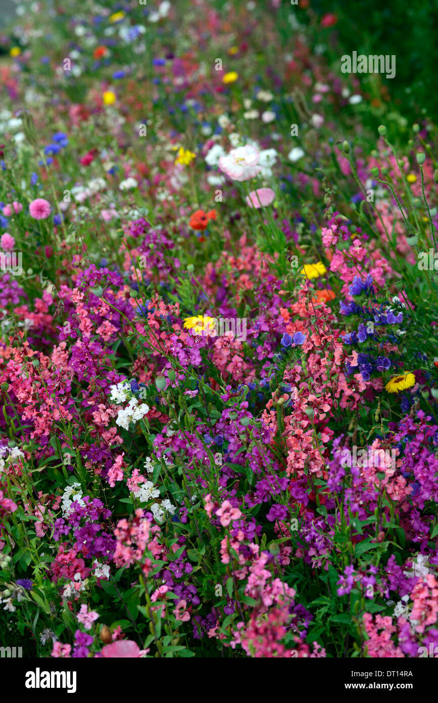 wildflower wildflowers bed bedding display border borders annual