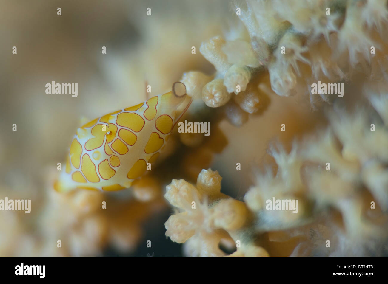 Egg Cowry, Primovula sp., close up detail on coral, Halmahera, Maluku Islands, Indonesia Stock Photo