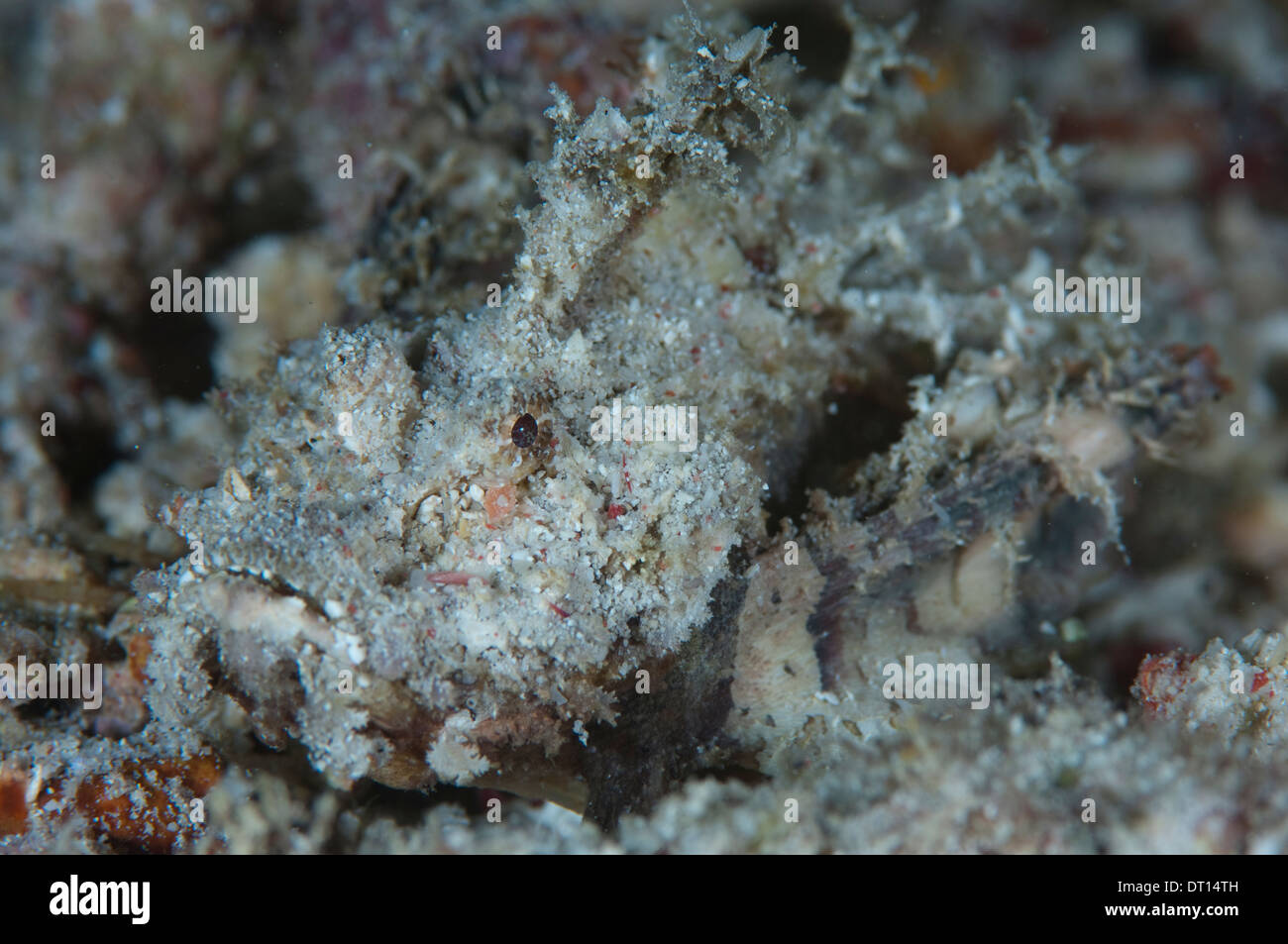 Spiny Devilfish, Inimicus didactylus, close up of camouflaged individual, Halmahera, Maluku Islands, Indonesia Stock Photo