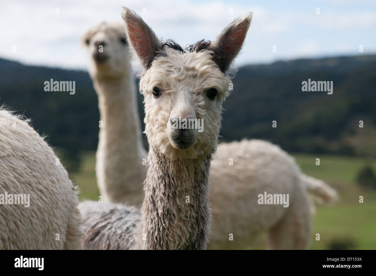 Alpaca Stock Photo