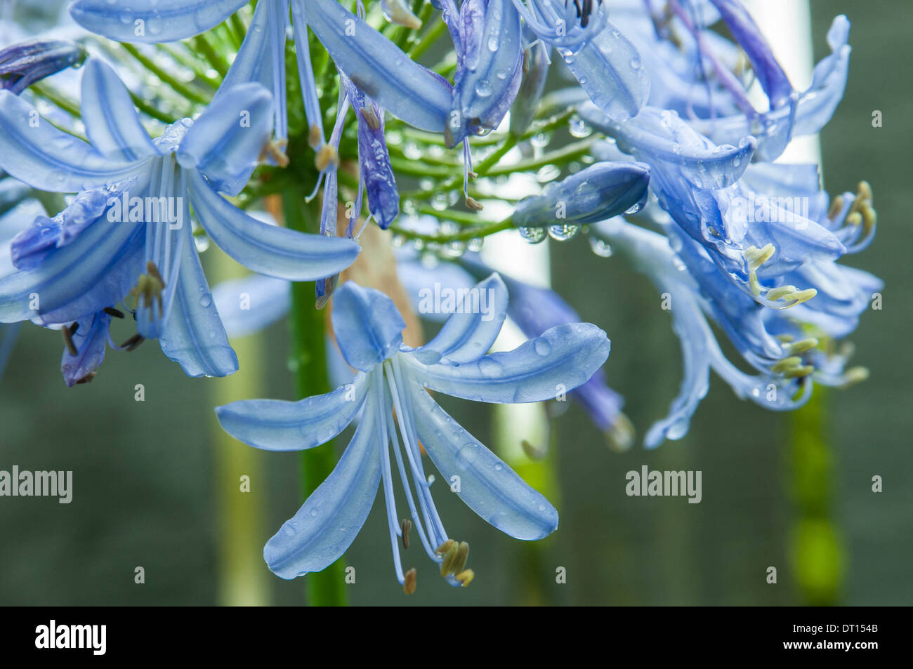 Agapanthus loch hope hires stock photography and images Alamy