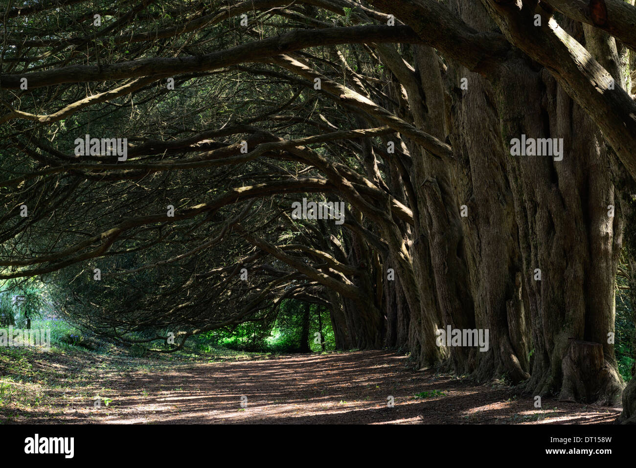 Yew walk Taxus baccata huntington castle clonegal carlow avenue line lined trees spiritual Stock Photo