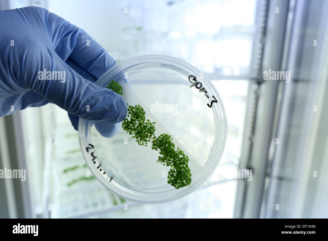 scientist a petri dish culture of plants in a biological lab of