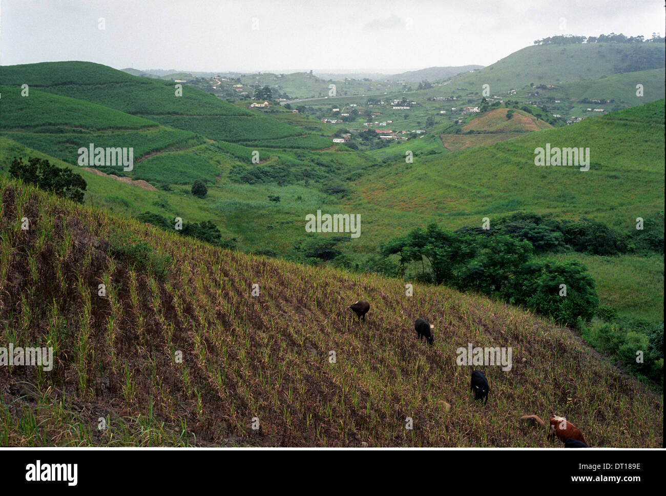 Fields and cattle, the site of a proposed water distribution scheme. Urban and rural development and infrastructure in the Ugi Stock Photo