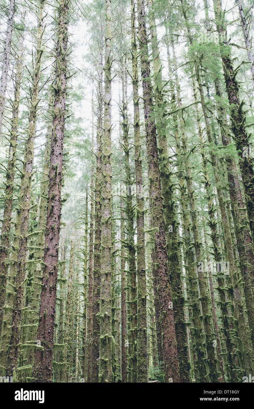 Olympic National Park Washington USA. Sitka Spruce and Western Hemlock trees rainforest Stock Photo