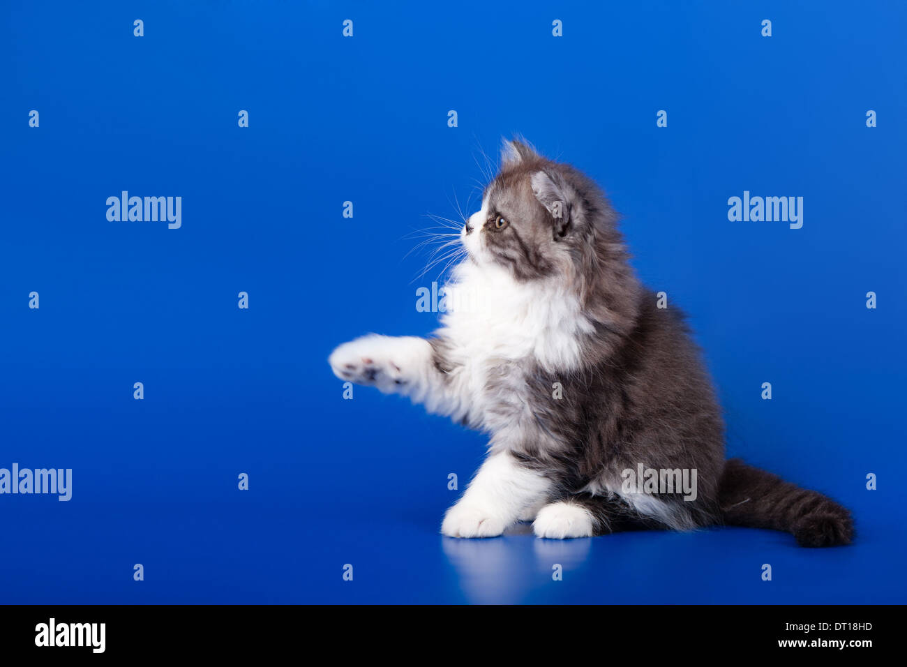 Scottish purebred cat on blue background Stock Photo