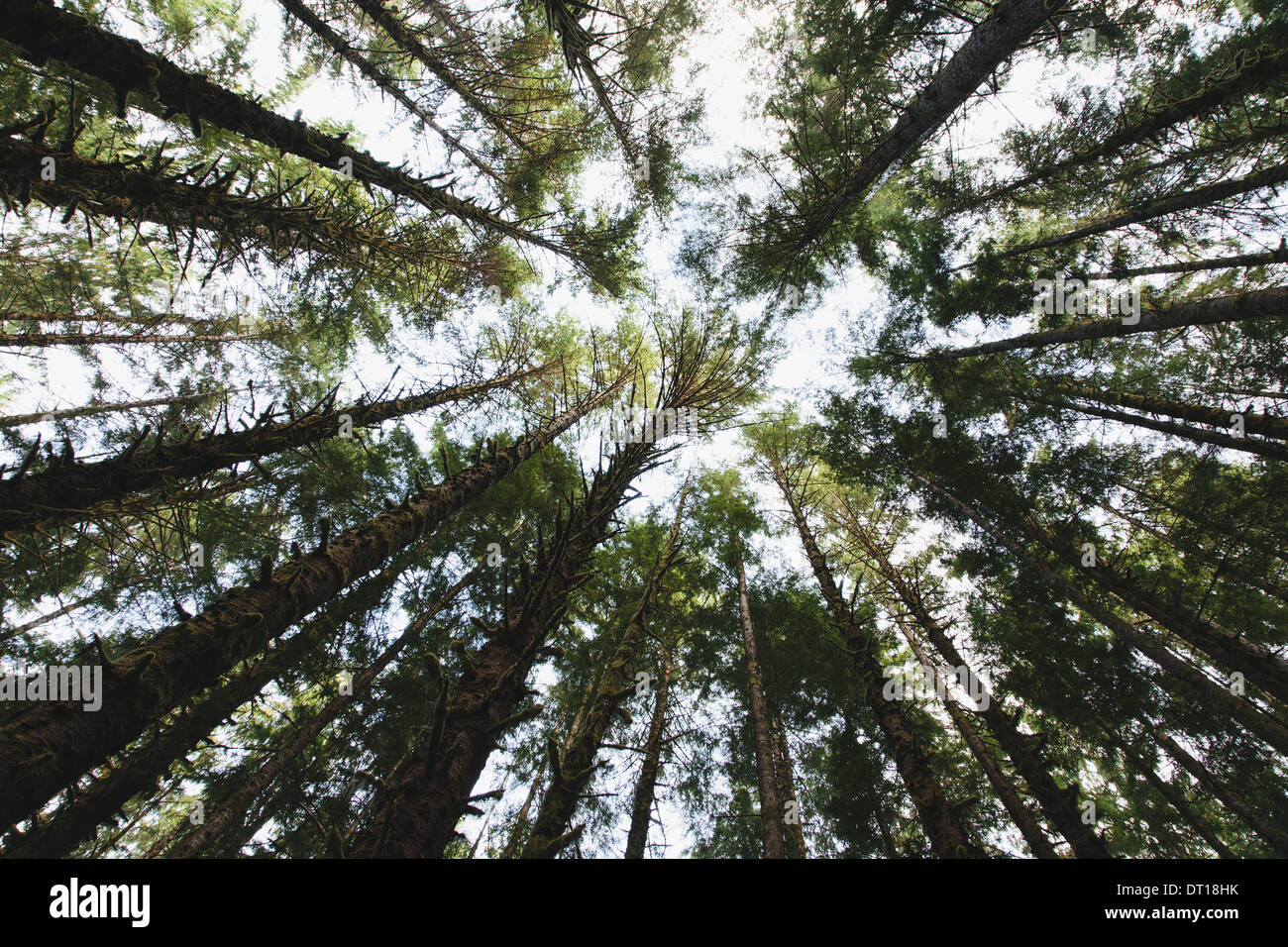 Olympic National Park Washington USA. View tree canopy temperate rainforest USA Stock Photo