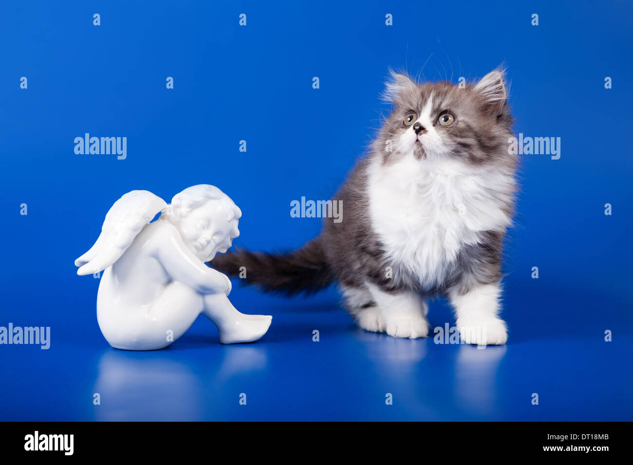 Scottish purebred cat looking up on blue background Stock Photo