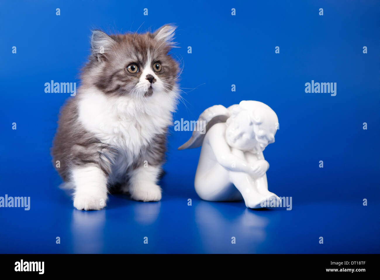 Scottish purebred cat looking forward on blue background Stock Photo