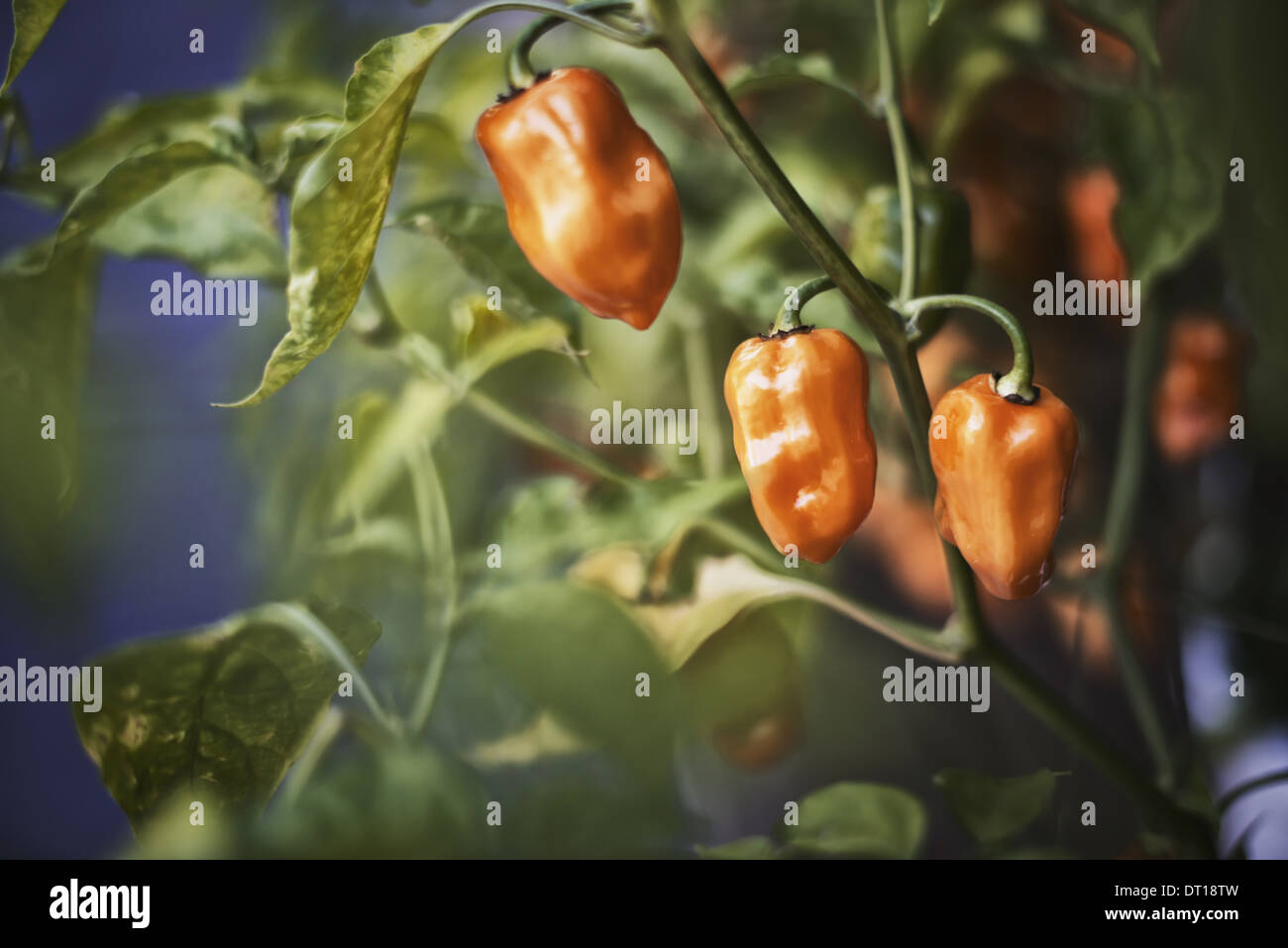 Bell pepper plant hires stock photography and images Alamy