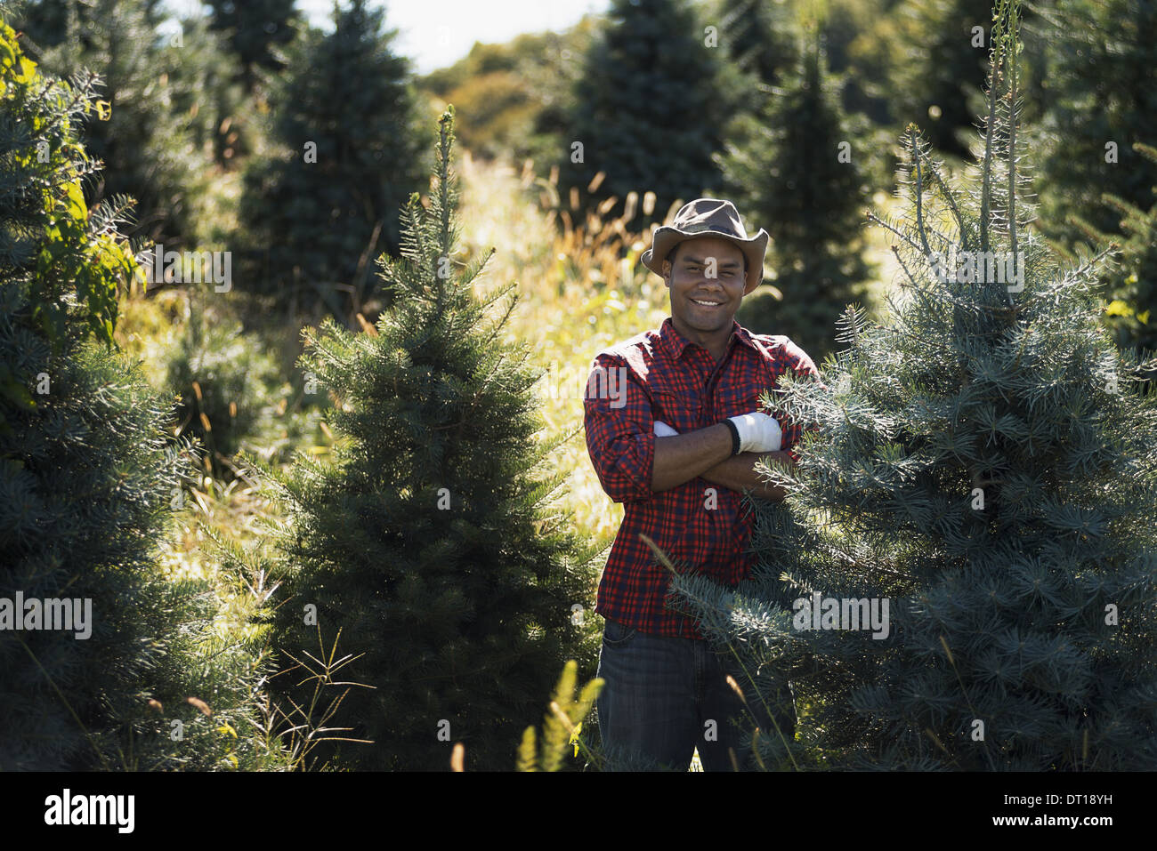 Woodstock New York USA man wearing checked shirt organic Christmas trees Stock Photo
