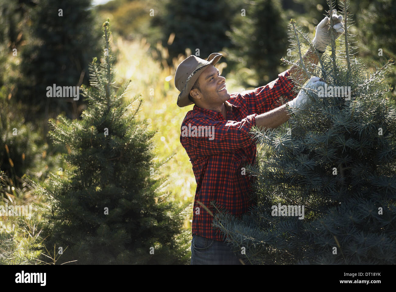 Woodstock New York USA man hat in plantation of organic Christmas trees Stock Photo
