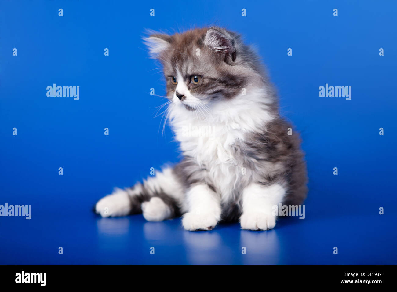 Scottish purebred cat sitting on blue background Stock Photo