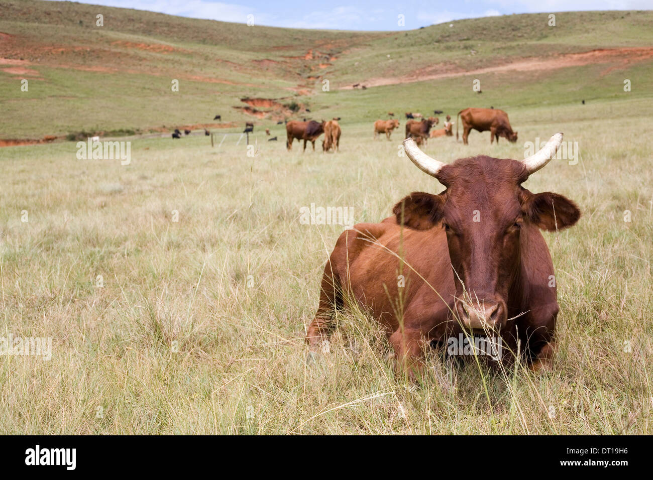 cattle, grassland and soil erosion. 24 FEBRUARY 2010 POTSHINI SOUTH AFRICA PHOTO/JOHN ROBINSON Stock Photo