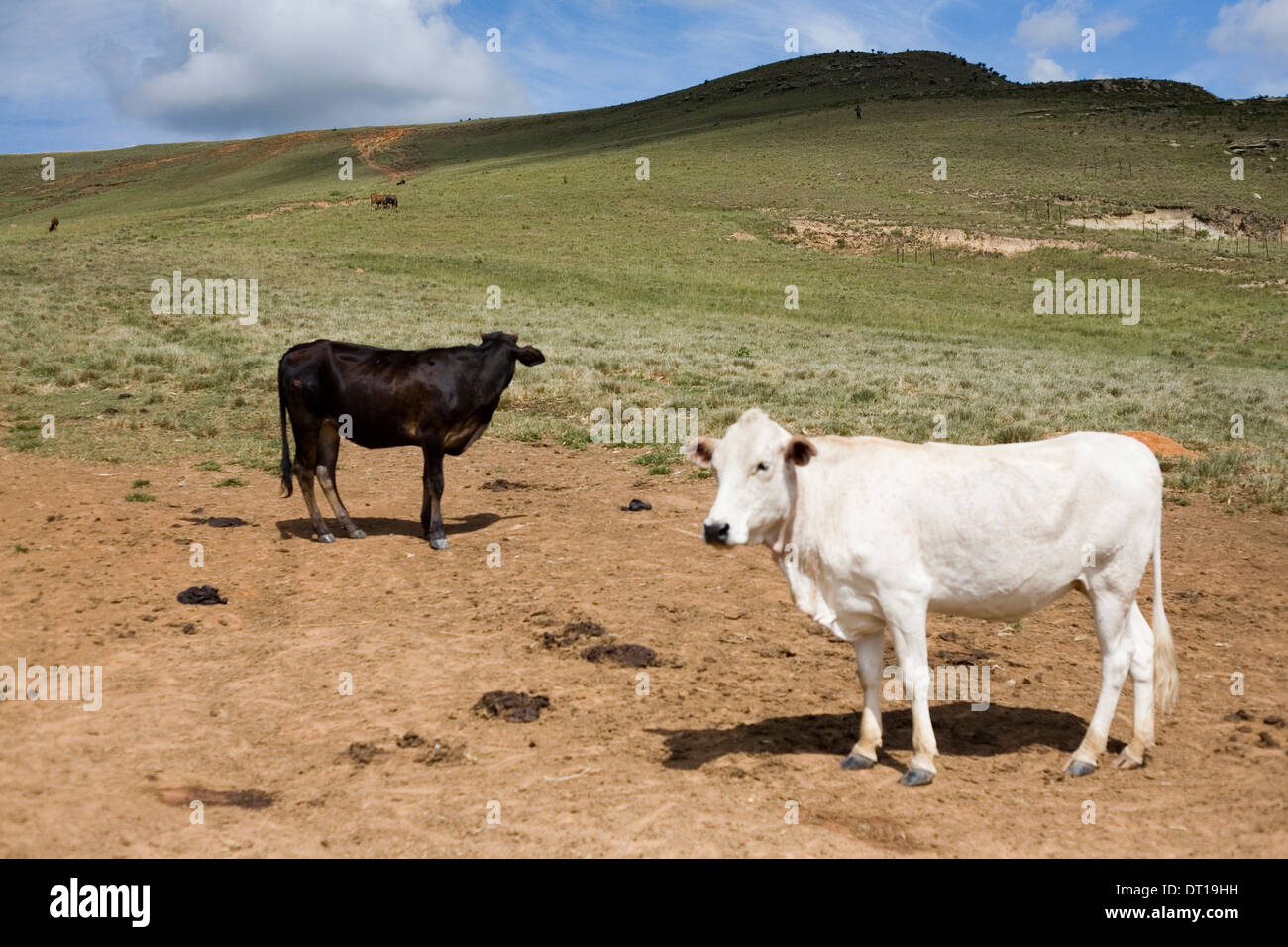 cattle, grassland and soil erosion. 24 FEBRUARY 2010 POTSHINI SOUTH AFRICA PHOTO/JOHN ROBINSON Stock Photo