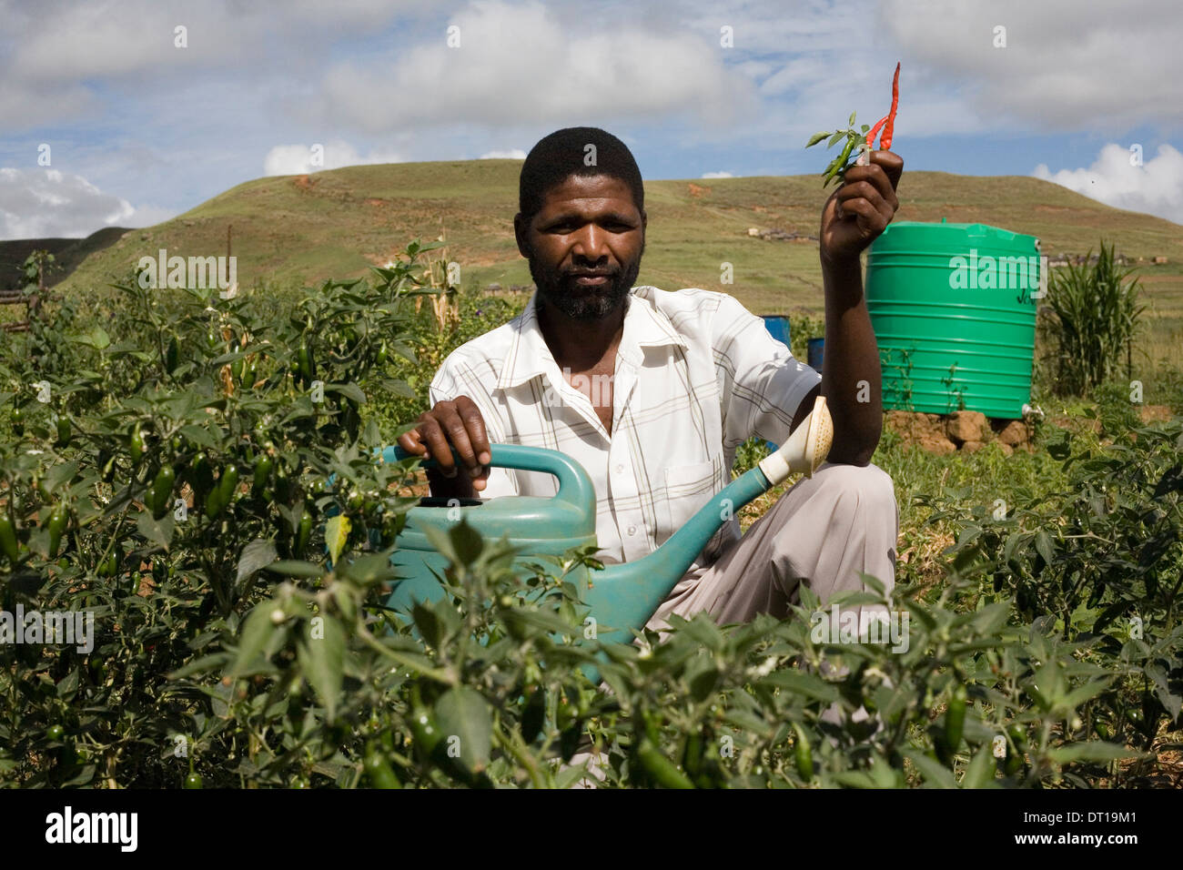 Small scale emerging black farmers in Kwazulu-Natal. Growing soy beans, maize, potatos using innovative ground water collection Stock Photo