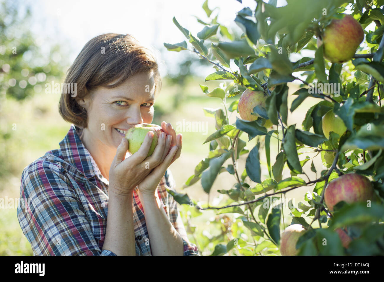 Woodstock New York USA woman holding ripe apple at an organic fruit farm Stock Photo
