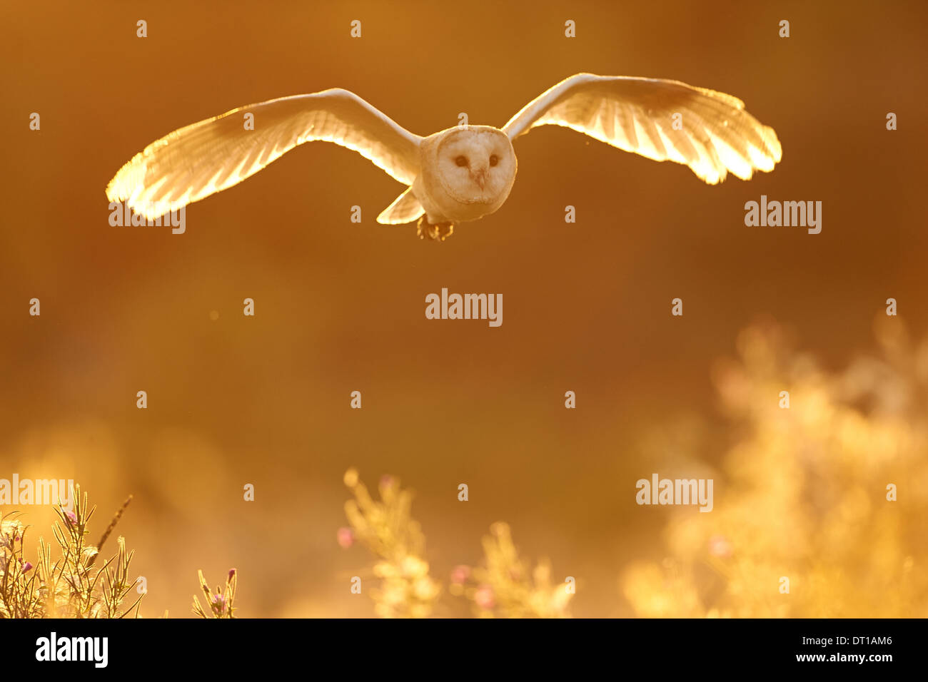 A Barn Owl Flying A Over Fields At Sunset Stock Photo 66413206