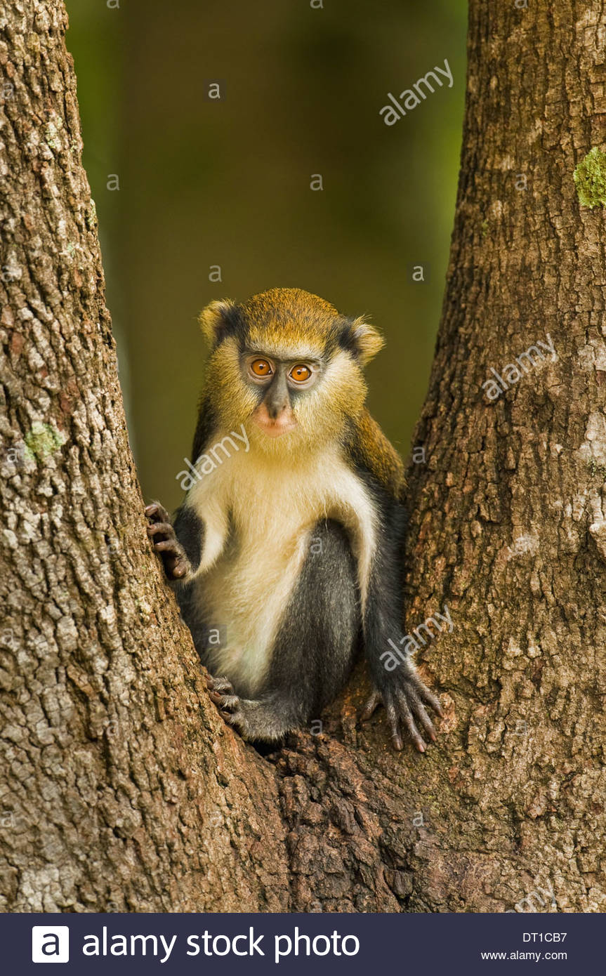 Monkey Conservation High Resolution Stock Photography and Images - Alamy