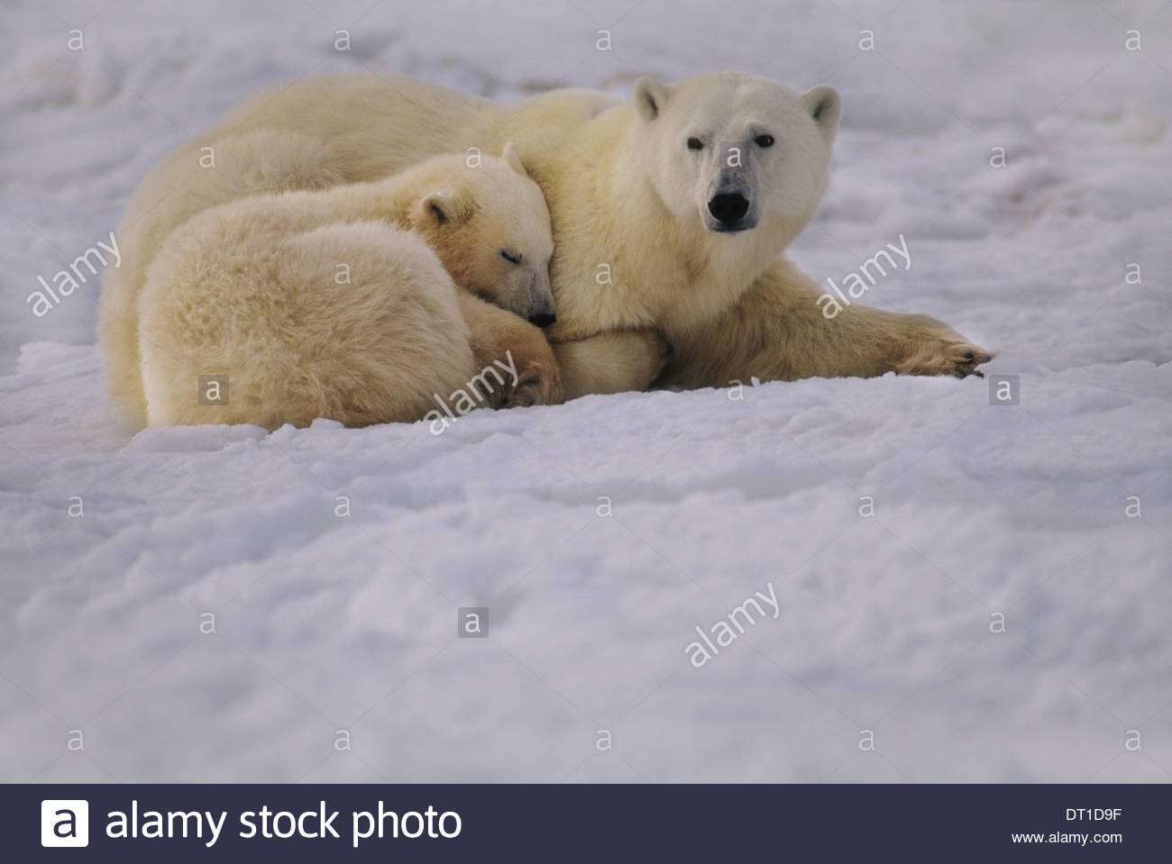 Baby Polar Bear High Resolution Stock Photography and Images - Alamy
