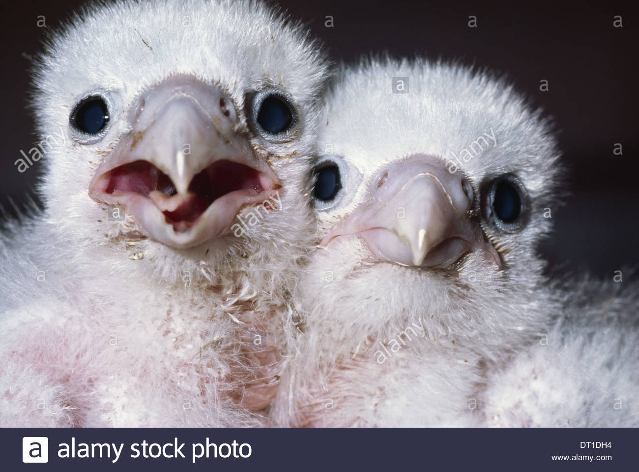 California USA Peregrine falcon chicks Falco peregrinus USA Stock Photo