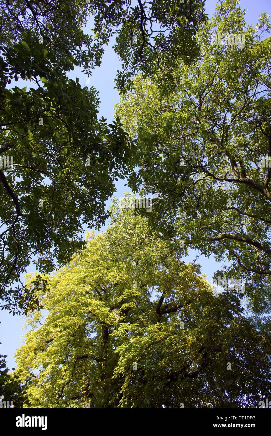 Green Leaf trees against a blue sky walnut trees Stock Photo