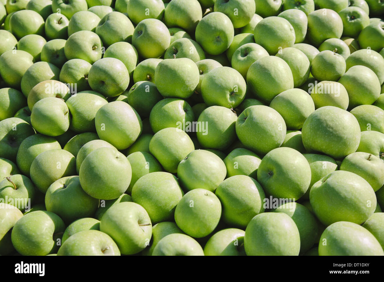 Granny Smith Apples - Organic Granny Smith Apples - Washington Fruit