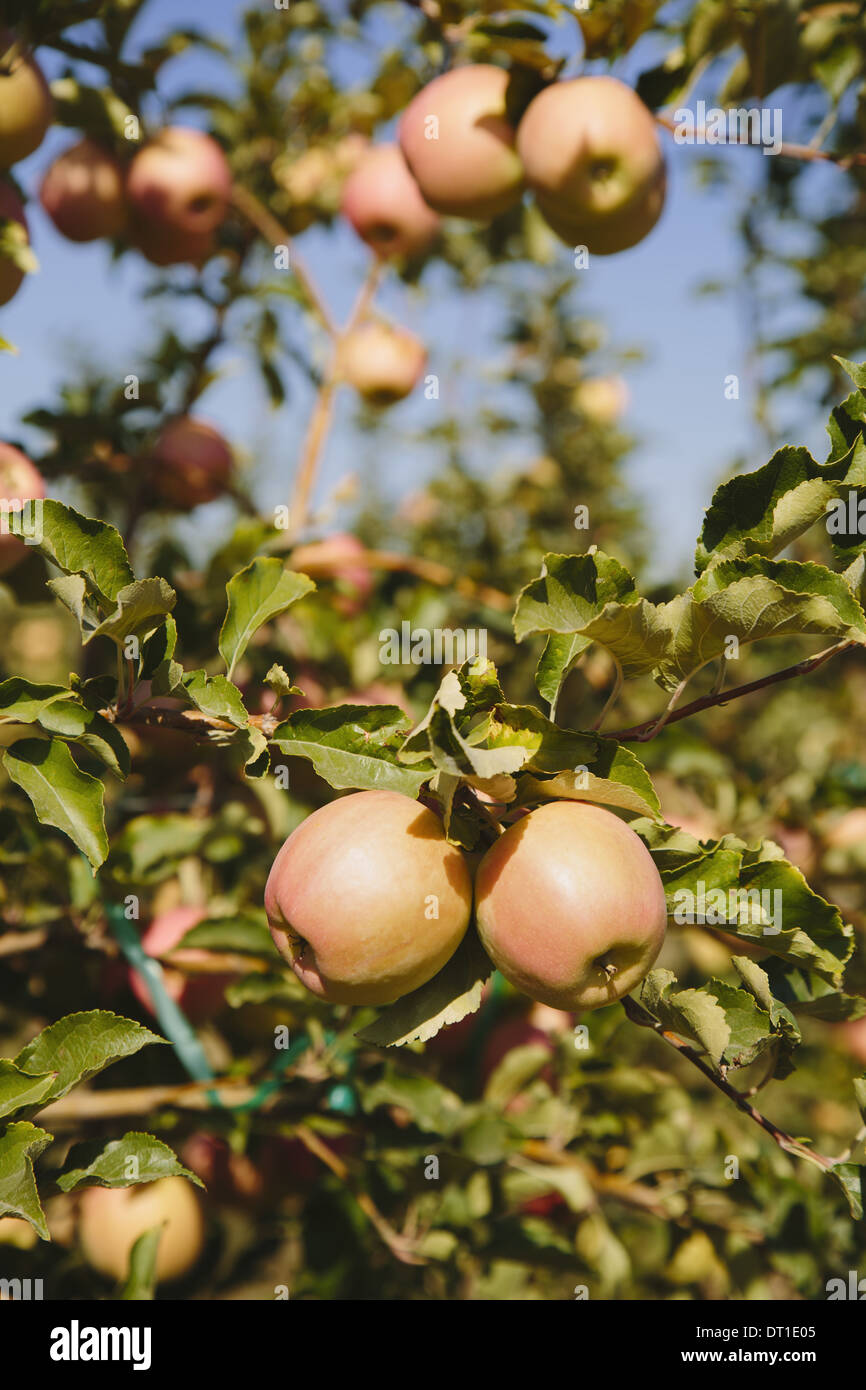 Washington State USA Honeycrisp apples on tree Stock Photo