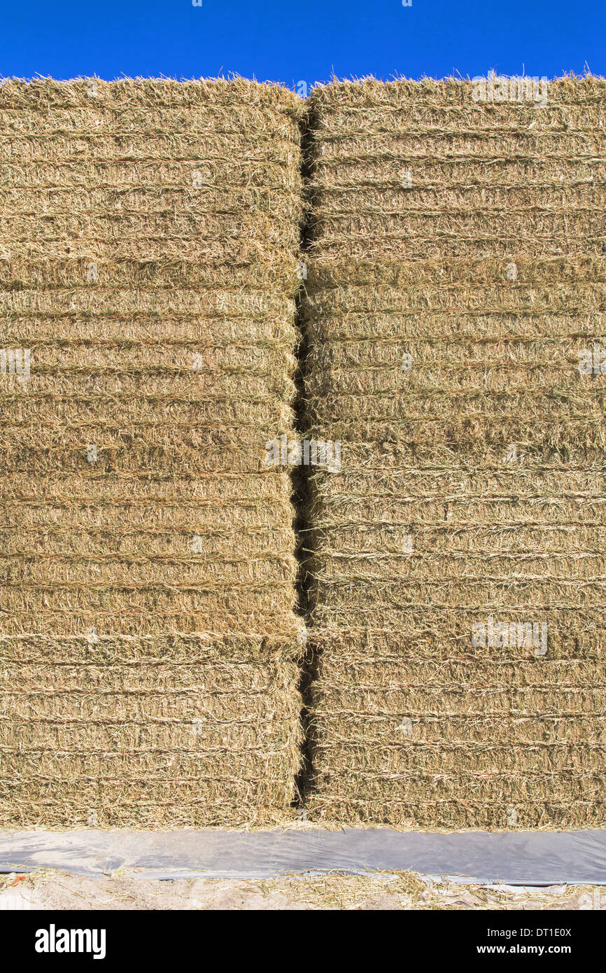 Washington State USA tall stack of hay bales in farmyard packed Stock Photo