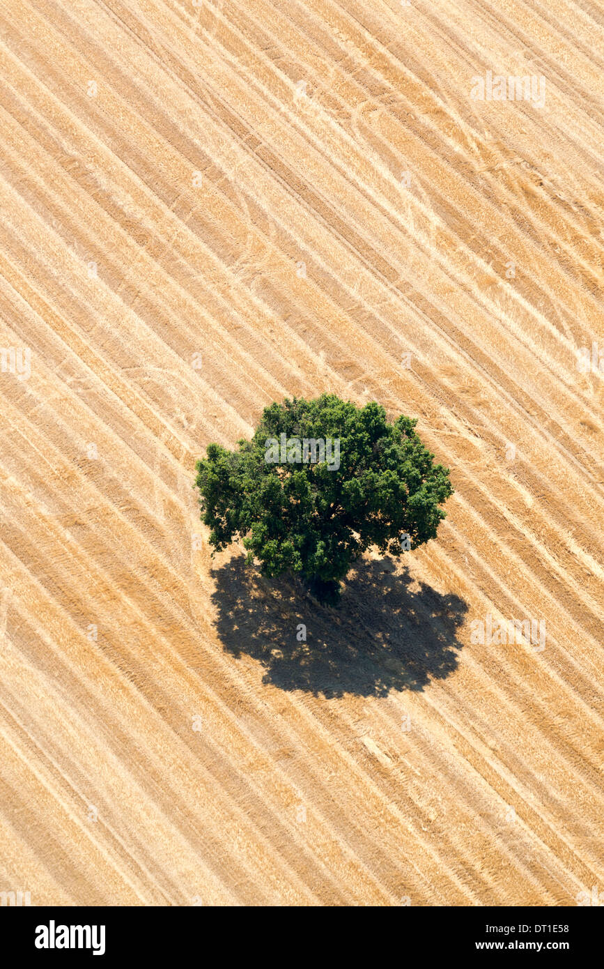 Aerial view of an isolated tree with green foliage in the middle of a ...